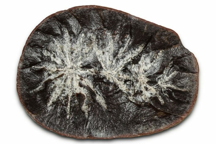 Fossil Horsetail (Annularia) Nodule Half - Mazon Creek #336178